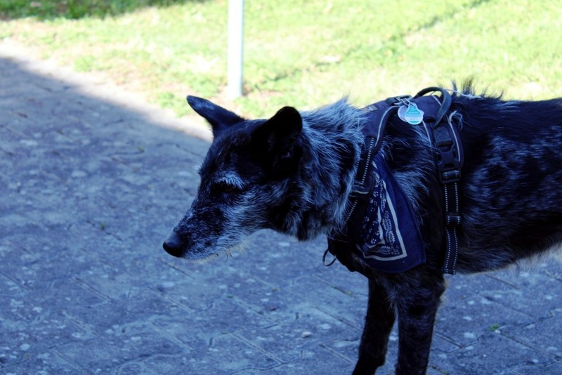 BSC-Deggingen Gallery